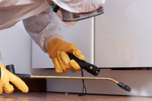 Messie Schädlingsbekämpfung Trier